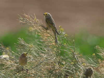 Syrian serin