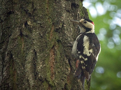 Syrian woodpecker