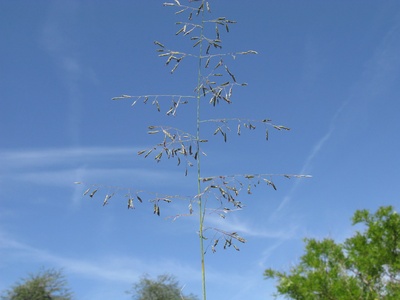 Tall lovegrass