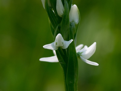 Tall white bog-orchid
