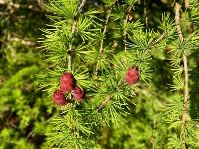 Tamarack (larch)