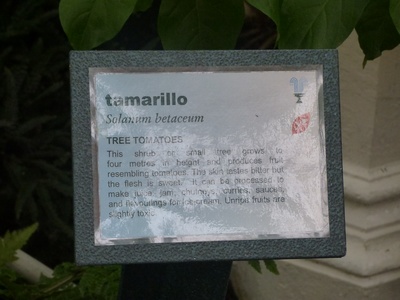 Tamarillo (tree tomato)
