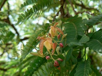 Tamarind (Sampalok)