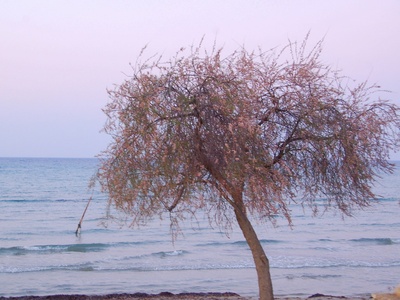 Tamarisk