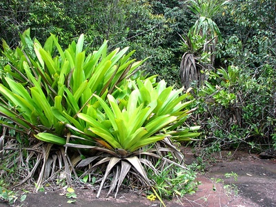 Tank bromeliad