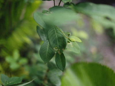 Tejpat (Indian bay leaf)