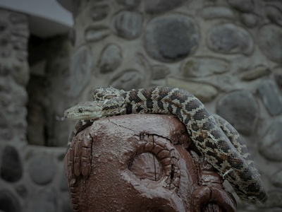 Temple (Wagler's) pit viper