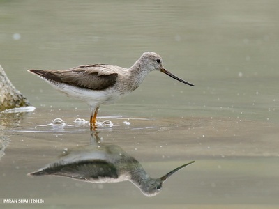Terek Sandpiper