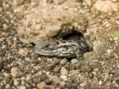 Texas horned lizard