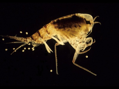 Themisto amphipod