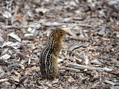 Thirteen-lined ground squirrel