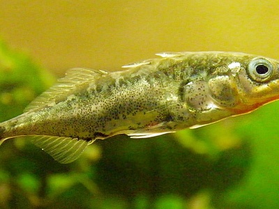 Three-spined stickleback
