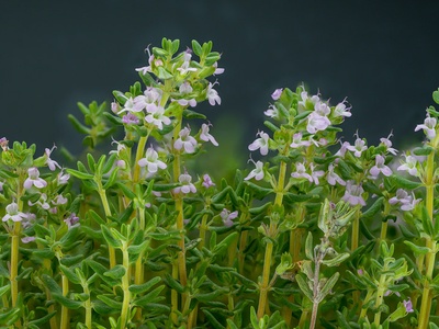 Thyme