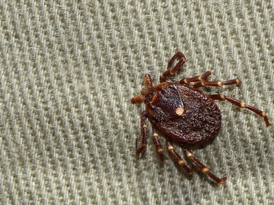 Ticks (hard ticks)