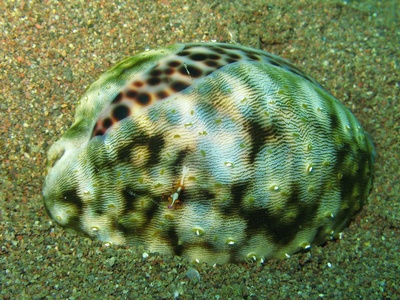 Tiger cowrie