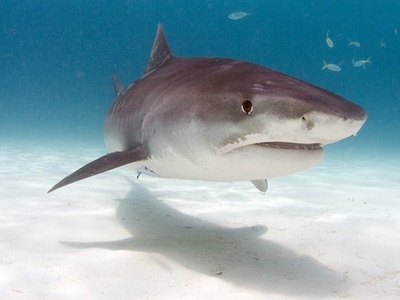Tiger shark