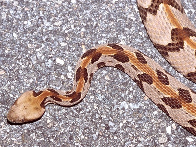 Timber rattlesnake