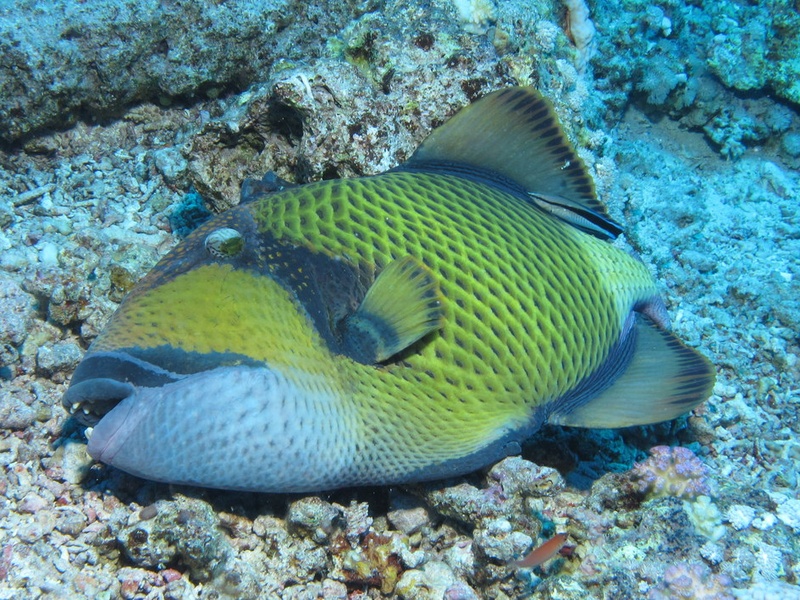 Colossal Triggerfish Coral Reef Animals List - Flora Fauna Fun