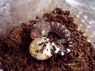 Tokay gecko