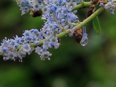 Tree Ceanothus