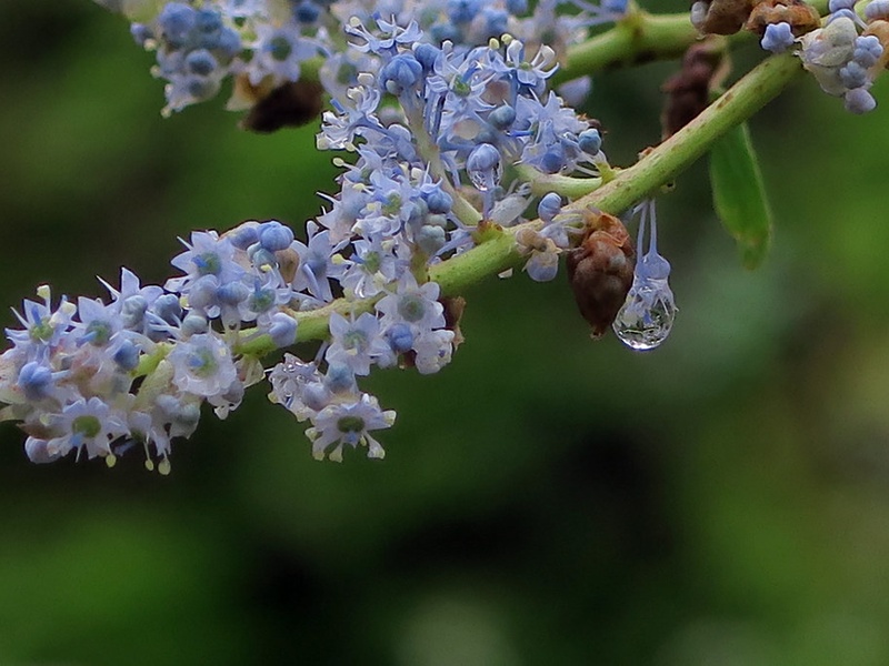 List of Blue Trees - Flora Fauna Fun