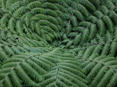 Tree fern