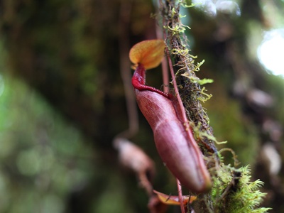 Tropical pitcher plant
