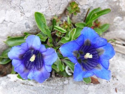 Trumpet gentian