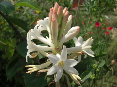 Tuberose
