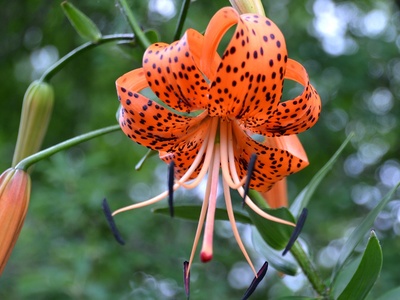 Turk's cap lily