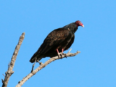 Turkey Vulture
