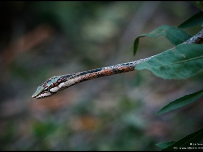Twig snake