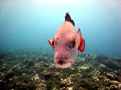 Two-spot Red Snapper