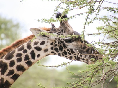 Umbrella thorn acacia