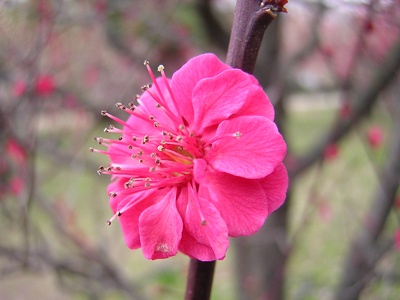 Ume (Japanese plum)