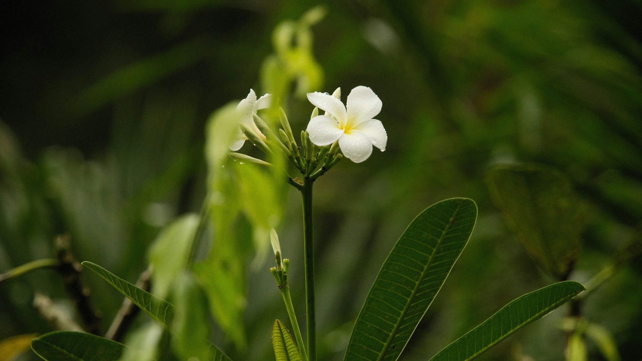 Takamaka tree and native seedling nursery for island restoration