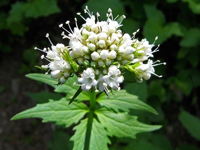 Valerian