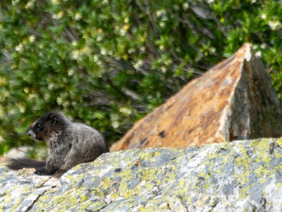 Vancouver Island marmot