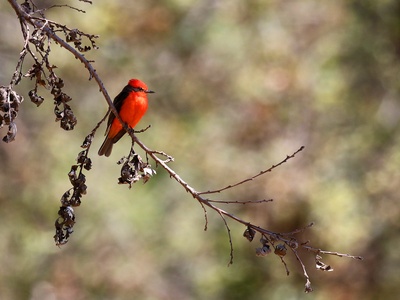 Vermilion Flycatcher