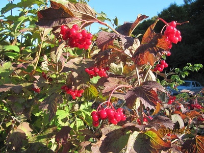 Viburnum (Guelder)