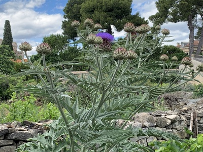 Violet artichoke (Violet de Provence)