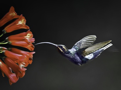 Violet Sabrewing