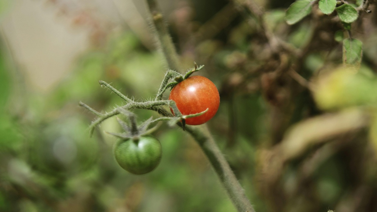 Close-up of yellowing and interveinal chlorosis on plant leaves
