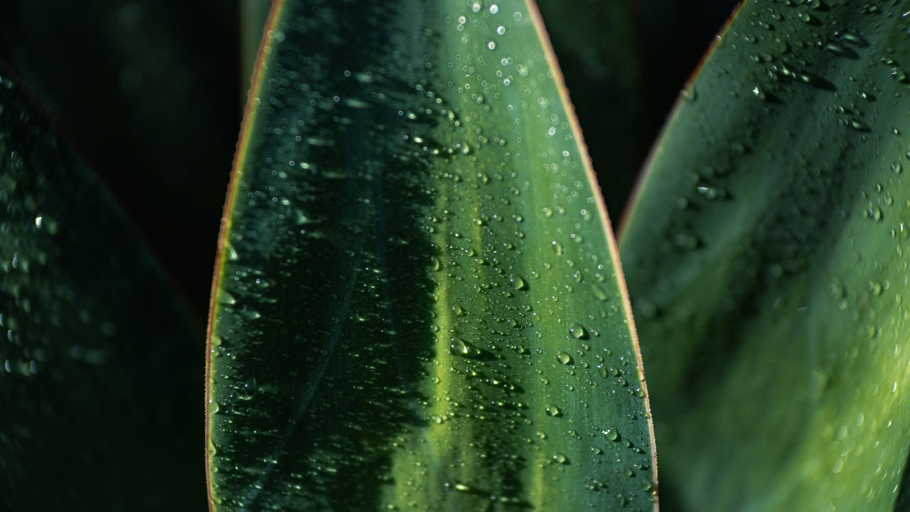 Close-up of yellowing and necrotic leaf showing chlorosis and browning