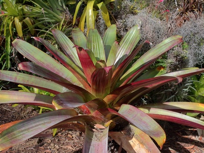 Vriesea bromeliad