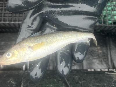 Walleye pollock