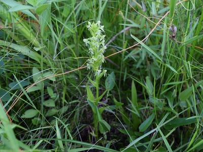 Water-spider orchid