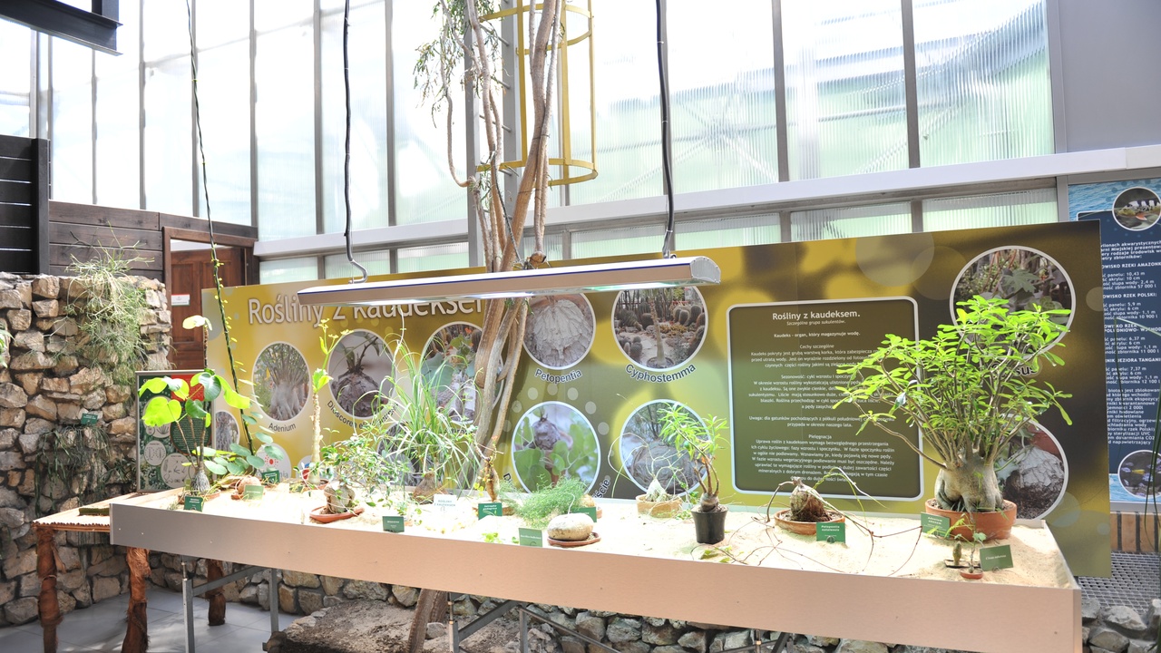 Succulent rosette showing thick water-storing leaves and shallow root spread diagram