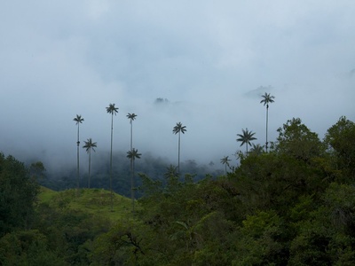 Wax palm