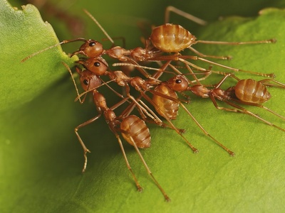 Weaver ant